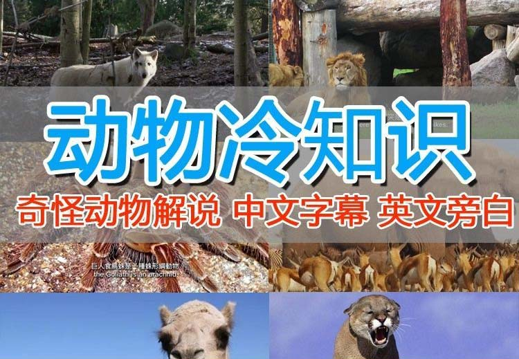 国外纪录片解说课程-狂神云浏览专注活动，软件，教程分享！总之就是网络那些事。